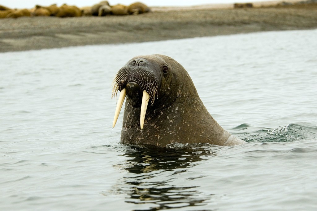 2507  Hvalros19.jpg - Walrus (Odobenus rosmarus) Hvalros, Spitsbergen Norway July 2008